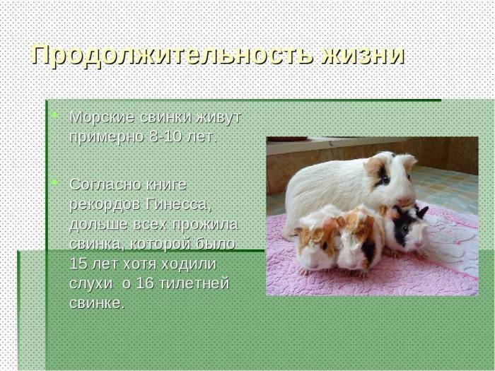 Какие прививки делают морским свинкам | что говорят насекомые