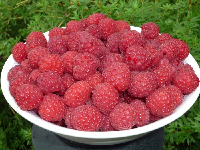 Можно ли собакам гранат, киви, сливу, прочие фрукты, сухофрукты