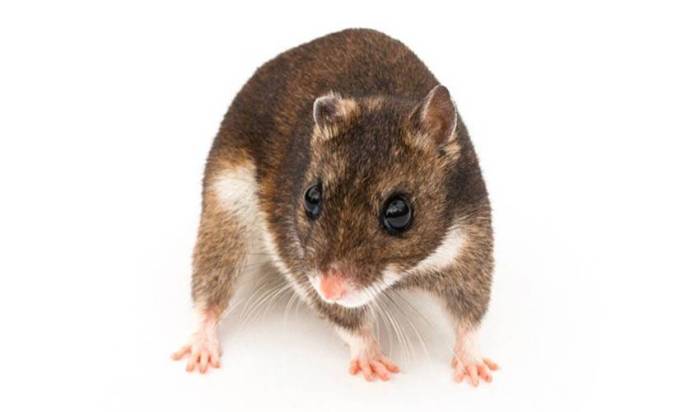 Хомячок эверсманна (монгольский): описание вида, содержание в домашних условиях, фото