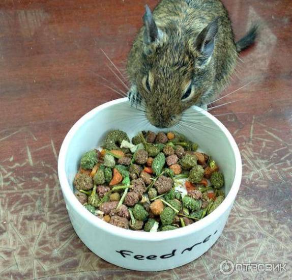 Чем кормить белку дегу: что едят - отзывы