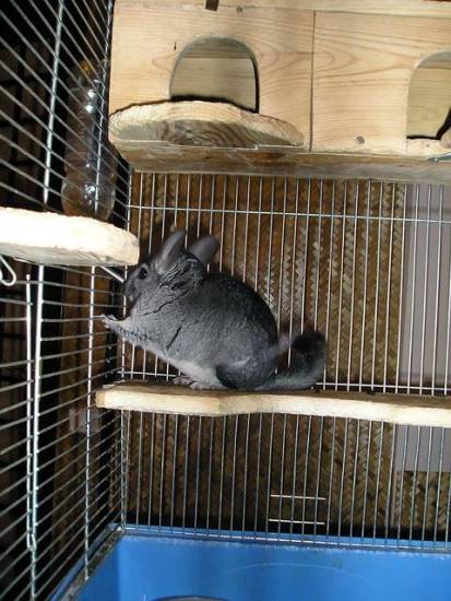 Правила ухода и содержания шиншиллы в домашних условиях