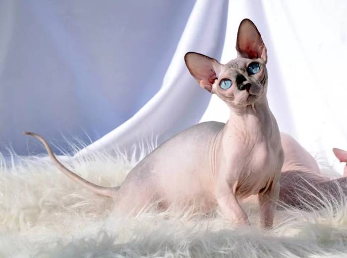 Бамбино - фото и описание породы кошек (характер, уход и кормление)