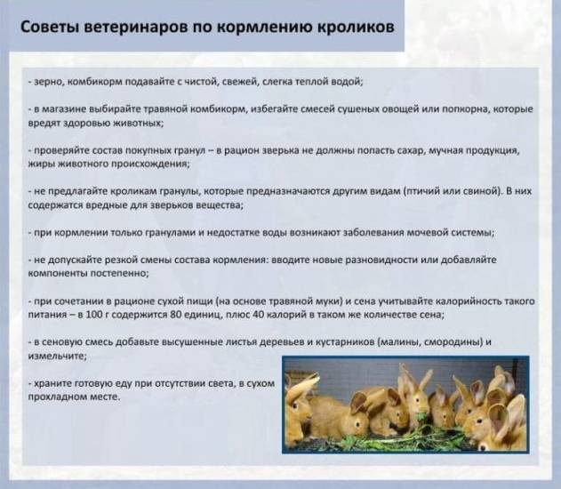 Какой травой нельзя кормить кроликов, а что можно давать: подробный список