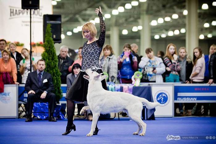 Когда пройдут выставки животных из приютов