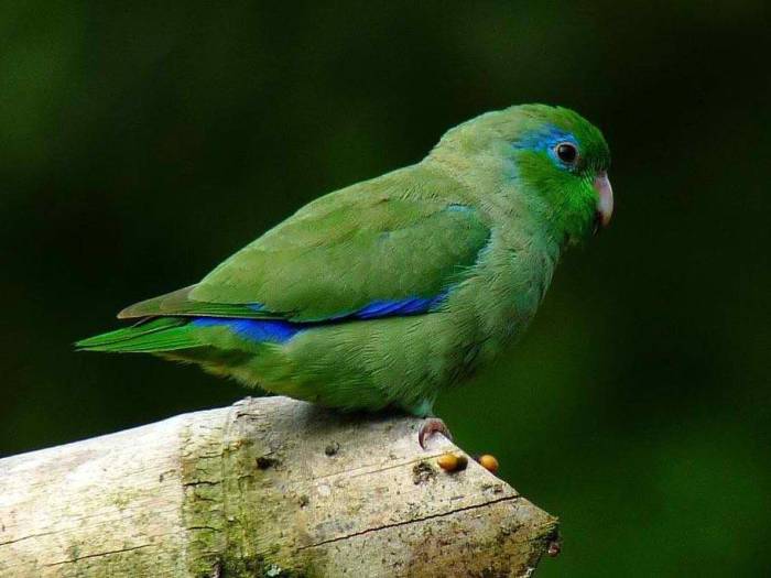 Волнистые попугаи: правильный уход за крылатыми питомцами. содержание, кормление, болезни волнистых попугайчиков