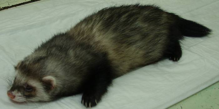 Стерилизация и кастрация хорька самки и самца: сколько стоит