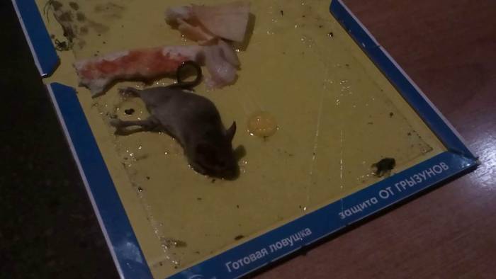 Как найти хомяка в квартире если он сбежал из клетки — проверенные способы найти и выманить беглеца