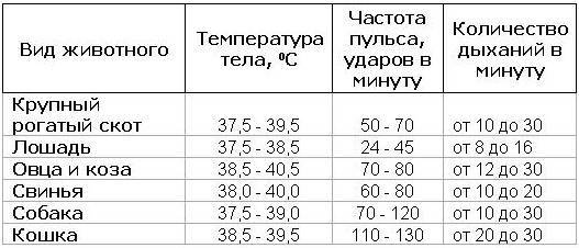 Что такое ректальная температура?