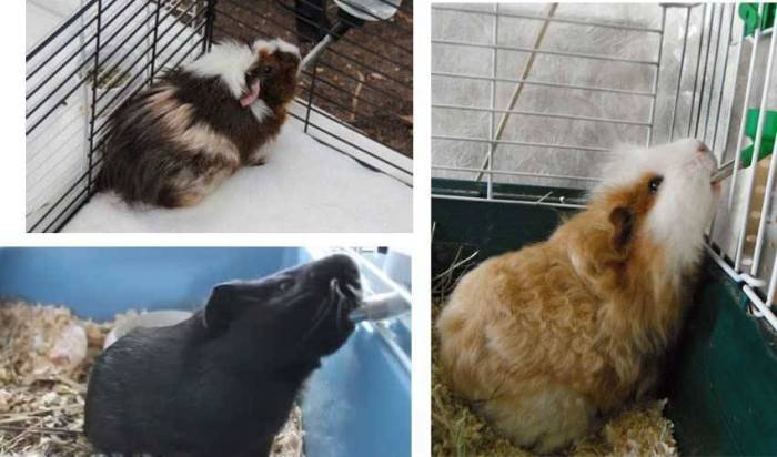 Морская свинка не ест и не пьет — почему морская свинка вялая, худеет и потеряла аппетит