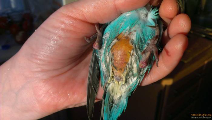 Попугай часто открывает клюв - наши лапки