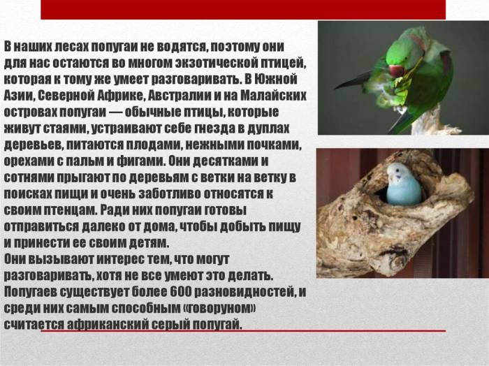 Все про попугаев | домашние животные