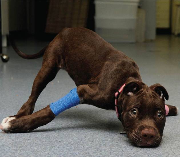 Судороги у собак: виды, причины, симптомы, лечение | ваши питомцы