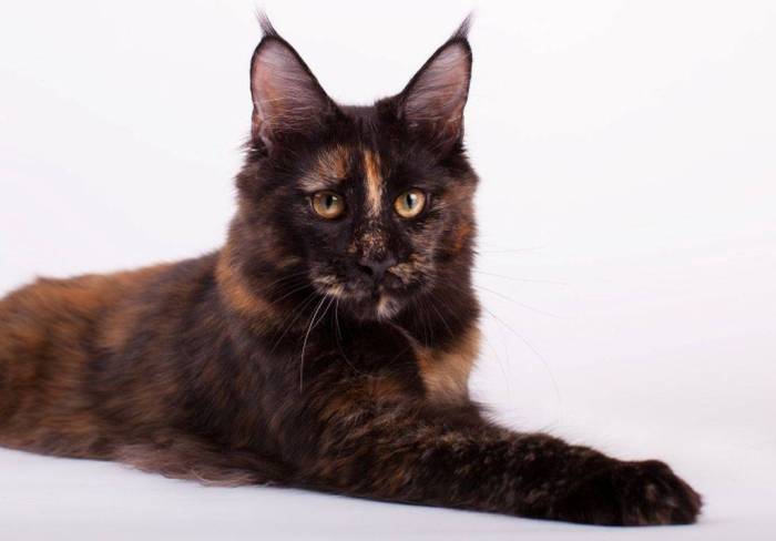 Окрасы шерсти у кошек породы мейн-кун