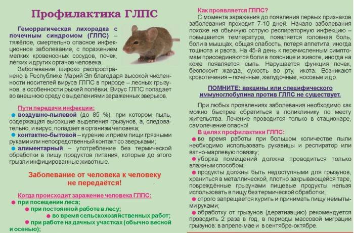 Бешенство у хомяков — редкое и опасное явление