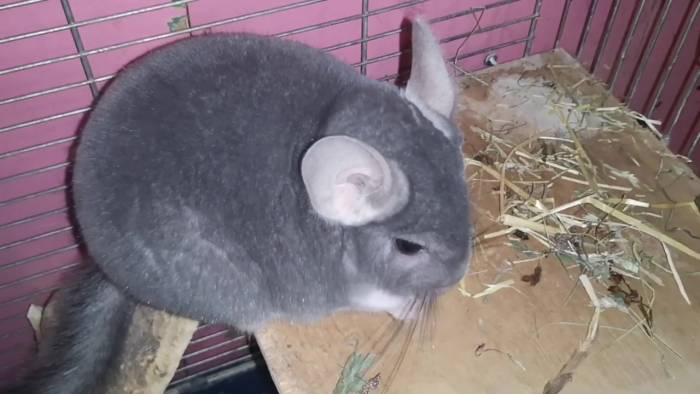 Сколько живут шиншиллы в домашних условиях в среднем: после инсульта, стерилизованные и другая информация