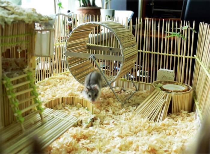 Джунгарский хомячок: как ухаживать за джунгариком в домашних условиях (фото, видео)