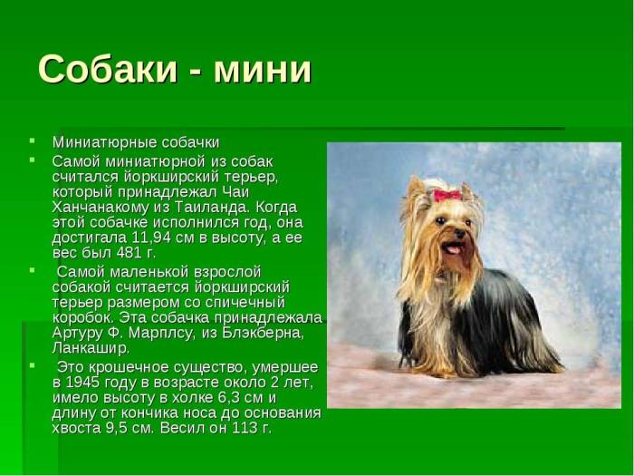 Собака йоркширский терьер: характеристика, происхождение, история породы, характер, сколько весит