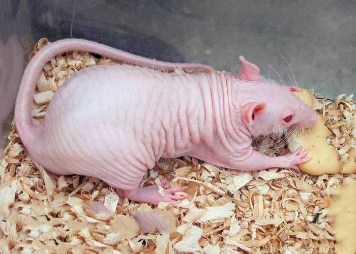 Крыса дамбо. секреты содержания и ухода