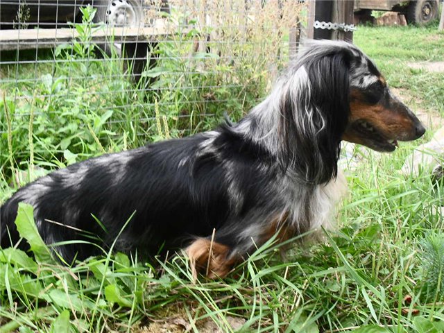 Длинношерстная такса: описание породы, характер, уход, содержание, фото
