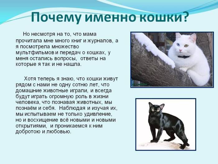 10 «нельзя» для хозяина кошки. уход, питание, кормление. фото — ботаничка