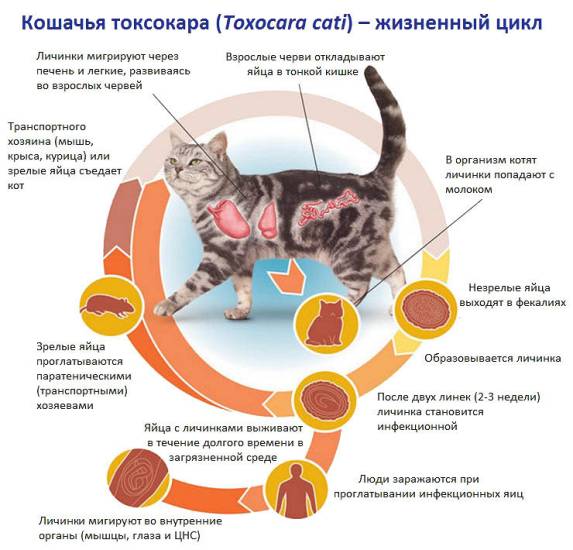 Как лечить артрит у кошек?
