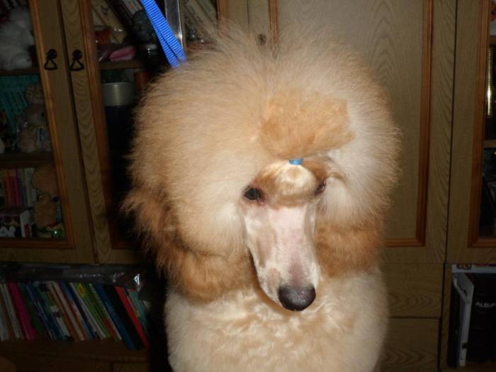 Особенности стрижки пуделя: груминг любимой собачки машинкой дома