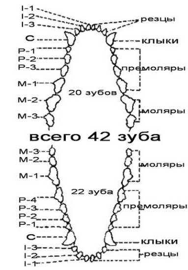 Смена зубов у щенков: схема от начала и до конца | ваши питомцы