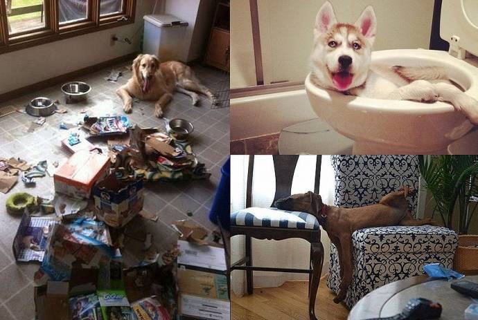 Почему у некоторых людей не приживаются домашние животные? плачу...