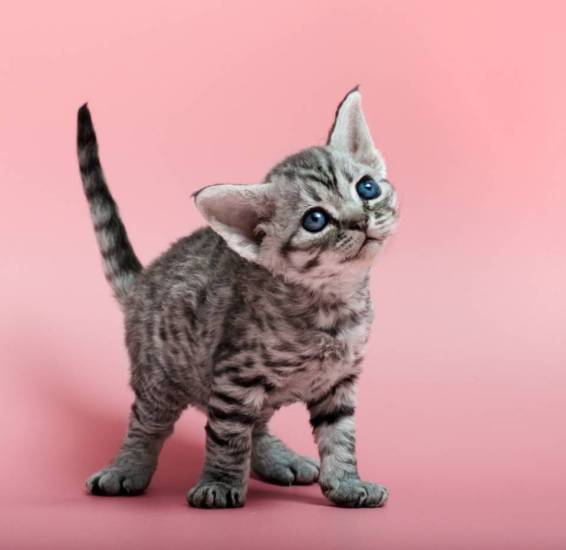 Девон-рекс кошка, описание породы, фото, характер, окрас, уход, история, здоровье