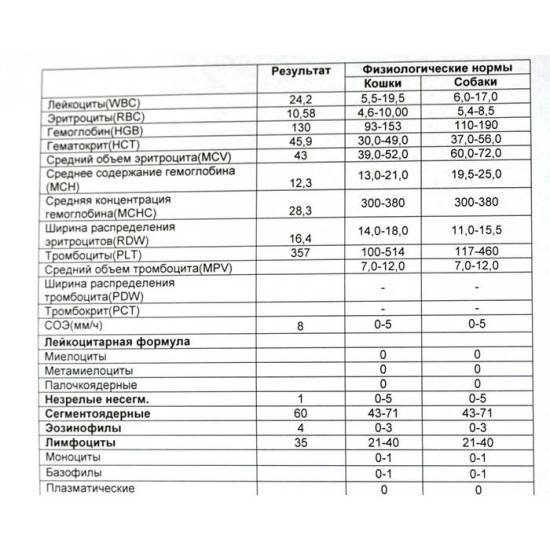 Причины лейкоцитоза: почему повышены лейкоциты в моче – поликлиника +1