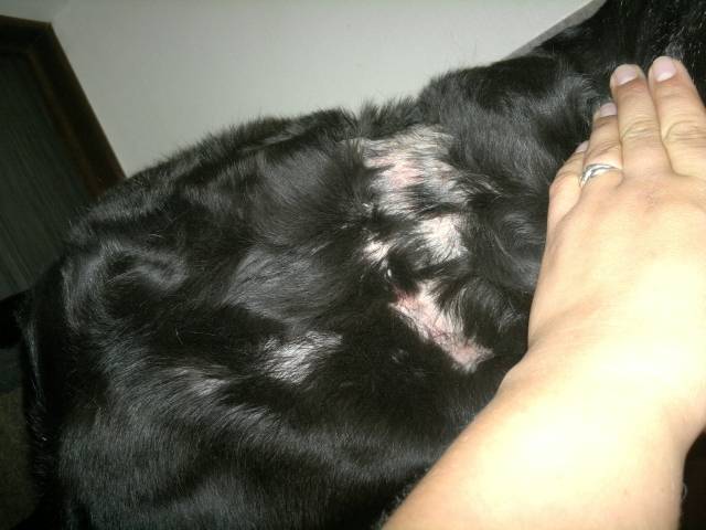 Собака чешется и грызет себя - чем лечить?