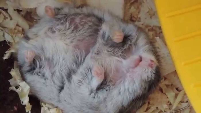 Экстрасистолия при всд: симптомы, причины и меры по избавлению