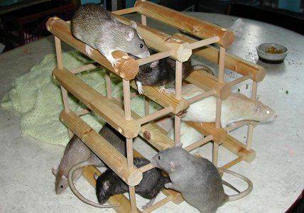 Игрушки и развлечения для крыс своими руками - фото идей