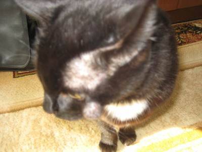 У кошки под кожей шарик