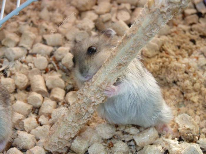 Зубы хомяка – сколько зубов и чем они их точат