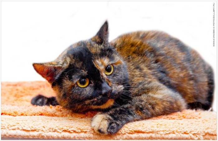 Черепаховый окрас у кошек: чудо природы или генетическая мутация? - статьи о ветеринарии «свой доктор»