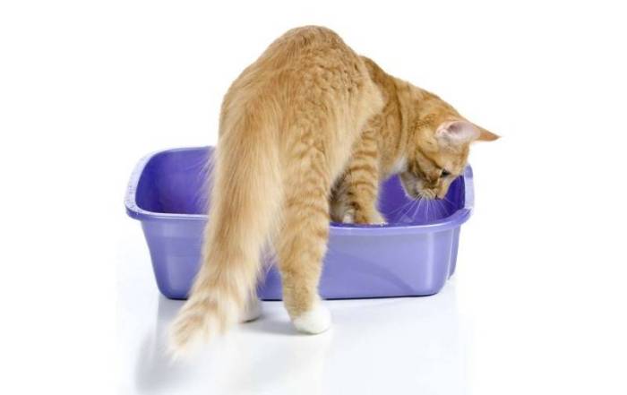 Запор у кошек