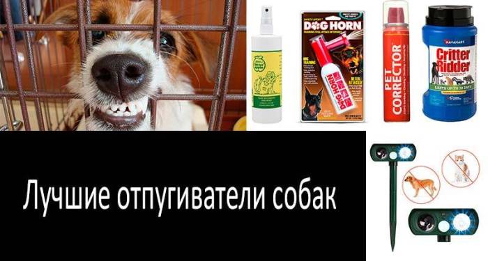 Чем отпугнуть собак, чтобы не гадили, какие запахи не любят собаки