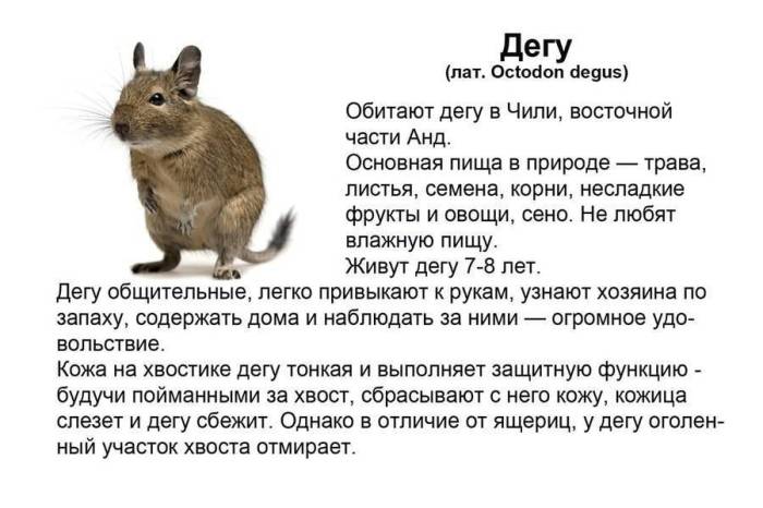 Дегу: фото, описание, содержание в домашних условиях