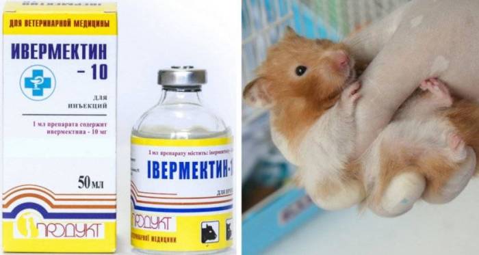 Как обнаружить и вывести блох у хомяка