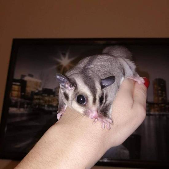 Сахарный поссум. образ жизни и среда обитания сахарного поссума