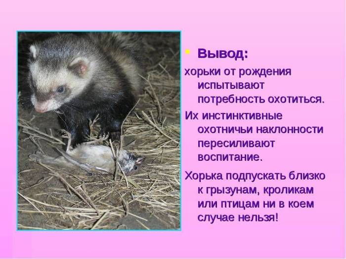 Домашний хорек (фретка): содержание, уход, питание