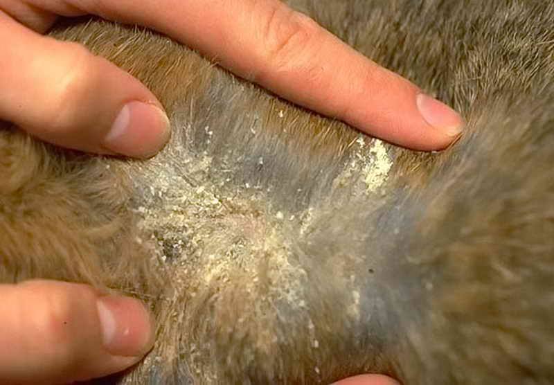 Розовый лишай: симптомы, лечение и диагностика заболевания