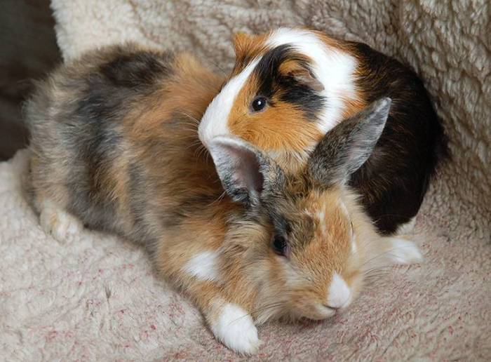 Кто лучше — крыса, морская свинка или хомяк: основные различия, кого завести для ребёнка