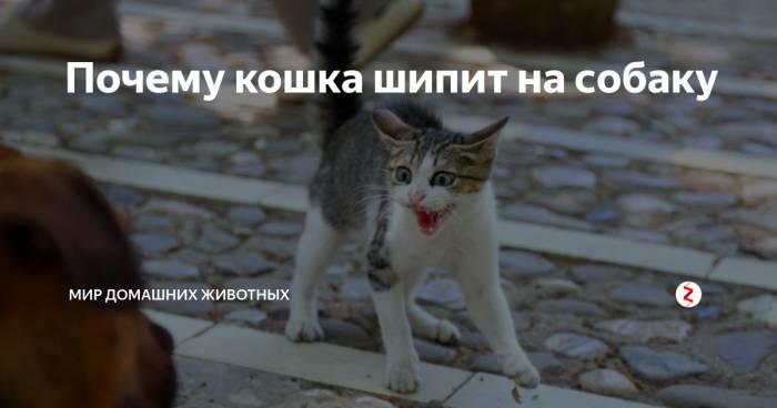 Почему кошки шипят - причины и что делать