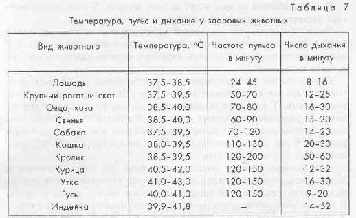 Гипогликемия при диабете: симптомы, профилактика приступов, лечение