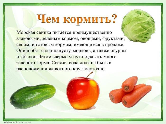 Кормление морских свинок: рацион питания, что можно давать, а что нельзя?