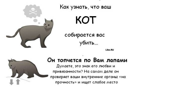 Любят ли кошки своих хозяев? как понять, что кот любит?