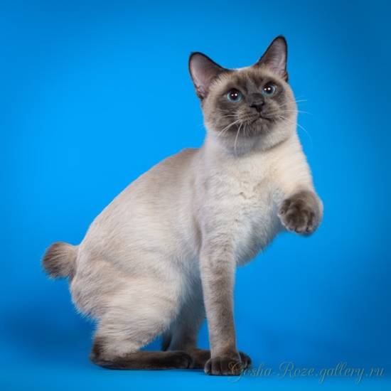 Меконгский бобтейл: хвост крючком, о «гражданстве» молчком