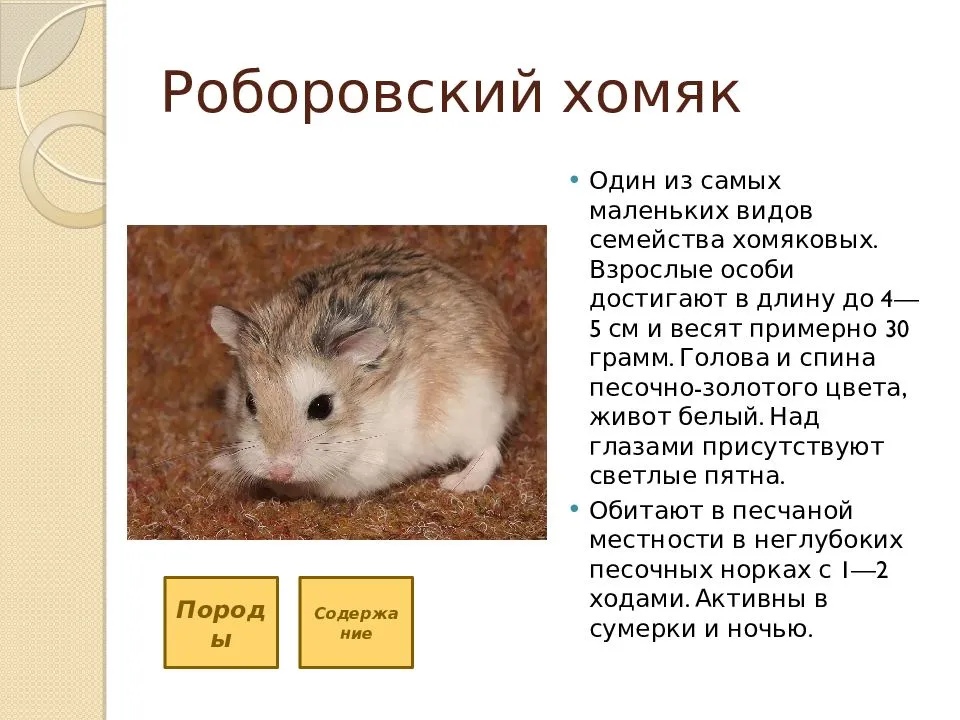 Хомяк — кто это?